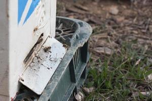 Bees flying into a hive photo