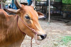 retrato lateral de una vaca en una granja