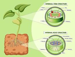 Diagram showing stem and root structure vector