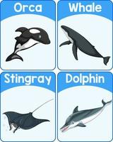 Educational English word card of marine mammals vector