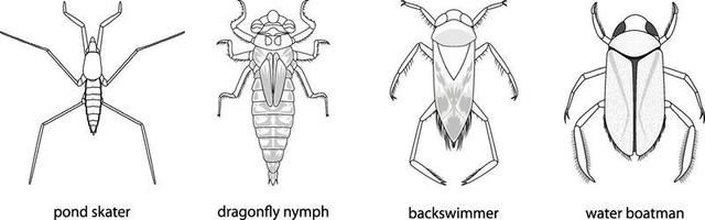 Conjunto de diferentes tipos de insectos y escarabajos con nombre. vector