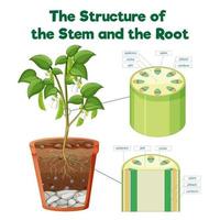 The Structure of the Stem and the Root vector