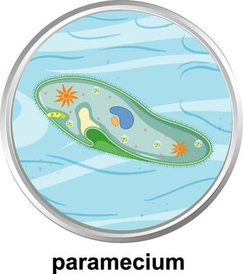 Anatomy structure of Paramecium on white background