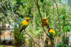 Parrot bird pet photo