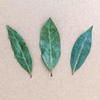 hojas de laurel secas foto