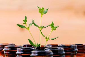 Thyme in a bottle photo