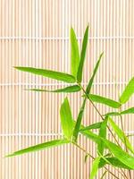 Fresh bamboo against a bamboo mat photo