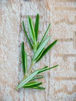 Rosemary on wood photo