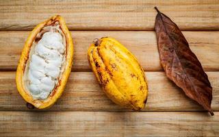 Fresh cocoa pod photo