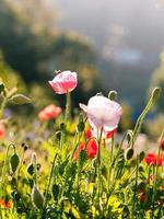 Poppy flowers and copy space photo