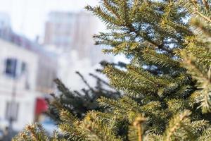 Branches of a spruce tree with a blurred city background in Vladivostok, Russia photo