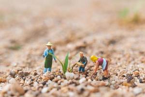 agricultores en miniatura que trabajan en una parcela en el desierto, concepto de agricultura foto