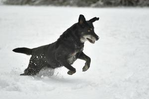 Black happy dog running in the snow photo