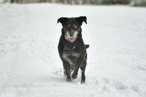 Black happy dog running in the snow