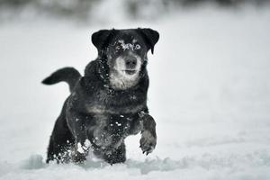 perro negro feliz corriendo en la nieve foto