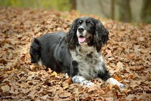 Springer Spaniel inglés acostado en hojas de otoño foto