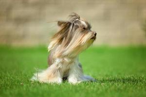 yorkshire terrier, pelo largo, runnin, en, pradera verde, en el estacionamiento foto