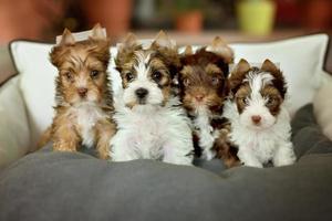 Grupo de perros yorkshire terriers sentado en una silla beige foto