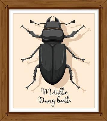 Beetle on wooden frame