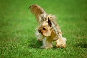 yorkshire terrier, pelo largo, runnin, en, pradera verde, en el estacionamiento foto