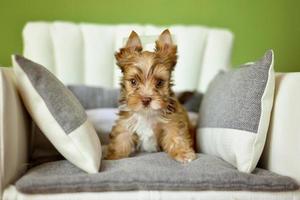 A Yorkshire Terrier dog sitting on a beige chair photo