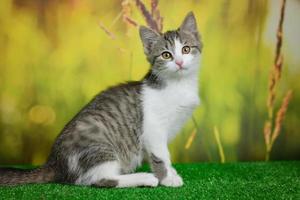 Silver tabby cat sitting on green background