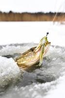 Northern Pike being pulled through the hole while ice fishing photo