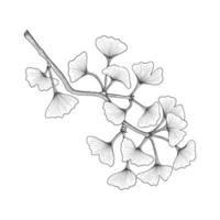 Hand drawn ginkgo leaves drawing illustration isolated on white background. vector