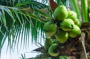 Green Coconut Stock Photos, Images and Backgrounds for Free Download Green Coconut Stock Photos, Images and Backgrounds for Free Download