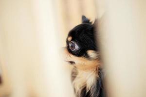 Dog in cage of pet shop photo