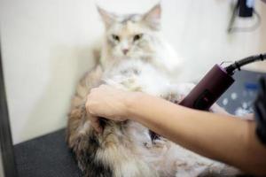 Woman cutting the hair of a cat photo