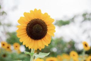 Sunflower in the sky photo