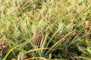 Pineapple on tree with sunlight photo