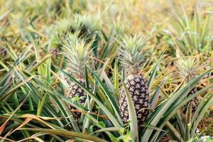 Pineapples on tree in farm photo