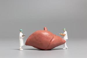 Miniature doctor and nurse observing and discussing the human liver, science and medical concept photo