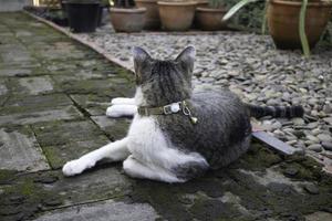 Cat lying in a garden photo