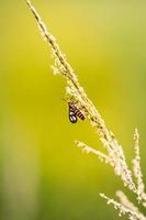 Macro de cerca de un insecto en una flor foto