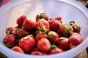 Strawberries in a plastic bowl photo