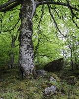 árbol grande en un bosque foto