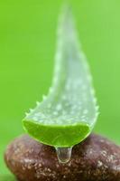 Aloe vera on stone photo