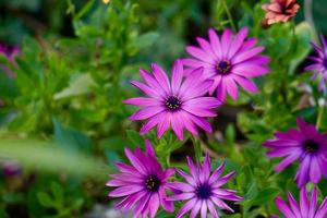 Pink flower in the spring season photo