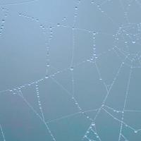 Raindrops on a spiderweb on a rainy day in the spring season photo