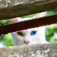 White stray cat portrait photo