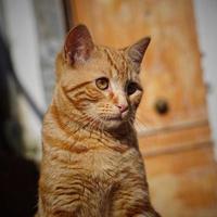 retrato de gato callejero marrón foto