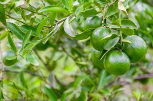 Lime tree during the day photo