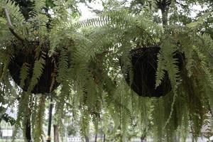 Two ferns in hanging baskets photo