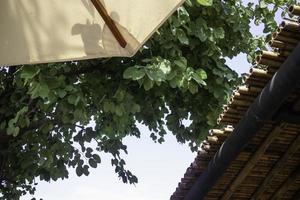 Bamboo roof house photo