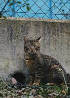 retrato de gato callejero gris foto