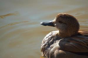 Brown duck on the water photo