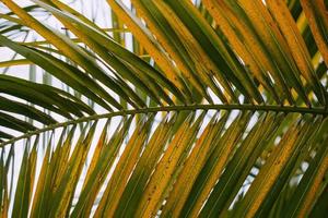 Green palm tree leaves background photo